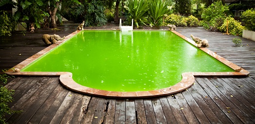 Traitement d'une eau verte dans une pisicine