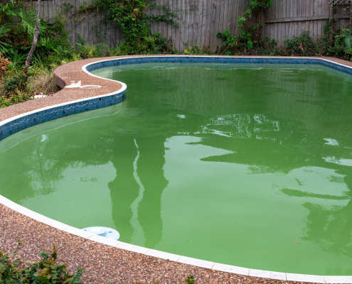 Algues dans une piscine : comment les traiter ?