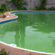 Algues dans une piscine : comment les traiter ?